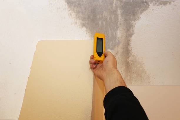 Best Emergency Mold Remediation  in East Washington, PA